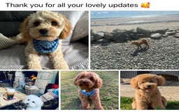 Toy Poodle dogs for stud: Toy Poodle KC - Stud and  fully health tested  - Image 25