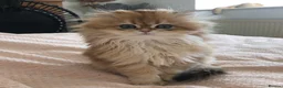 British Shorthair cats for sale: Gorgeous Golden British Longhair Kitten  in Chesterfield - Advert 1