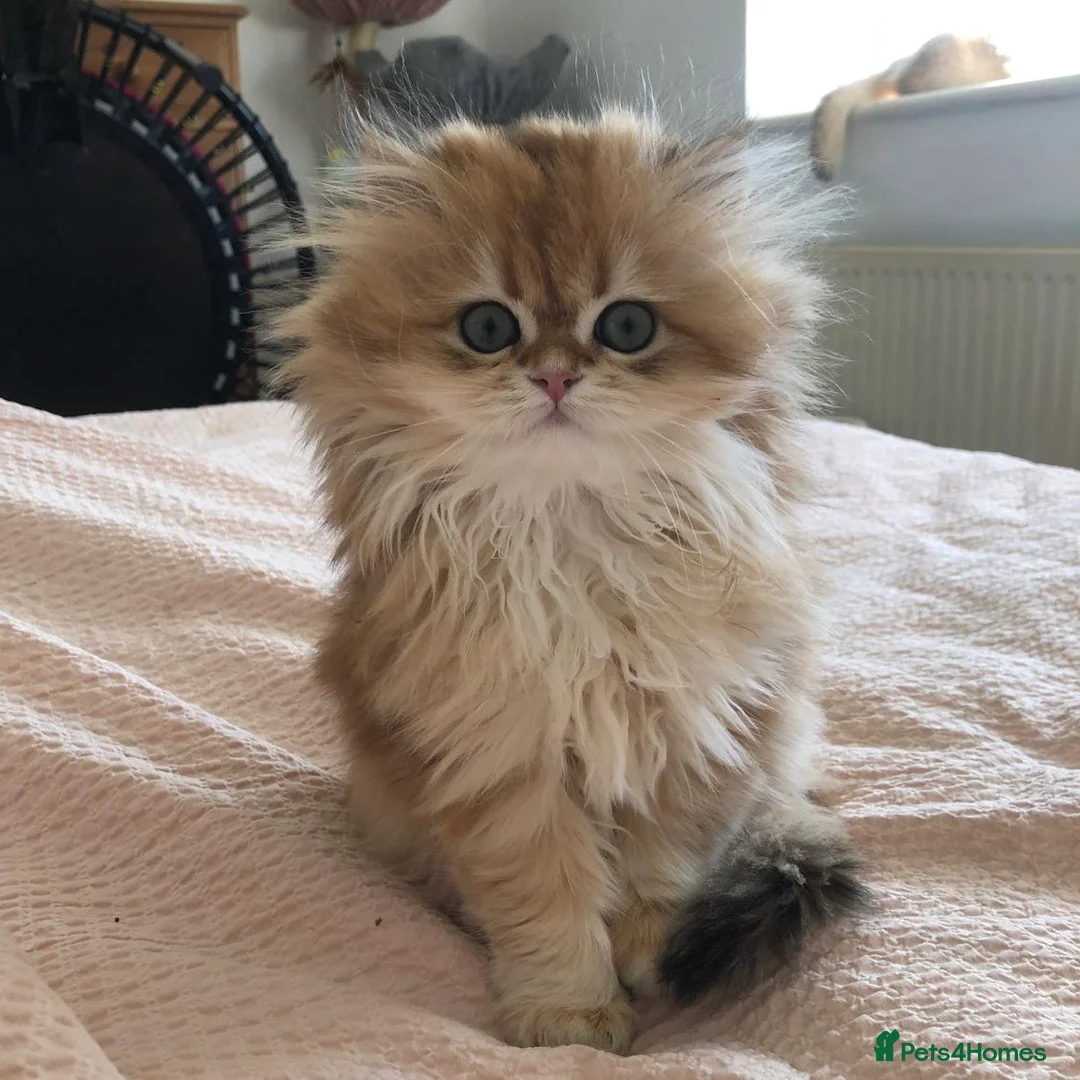 British Shorthair cats for sale: Gorgeous Golden British Longhair Kitten  in Chesterfield - Advert 1