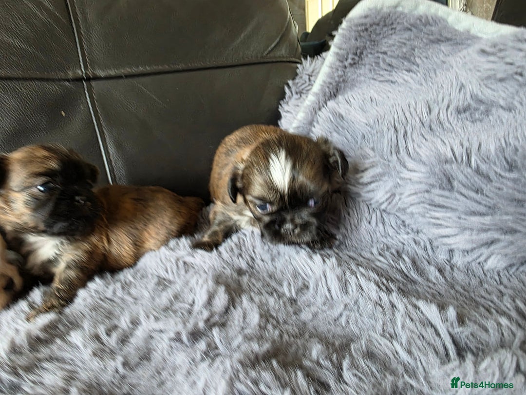 Shih Tzu dogs for sale: Stunning Rare Brindle Imperial Shih Tzu puppies - Image 29