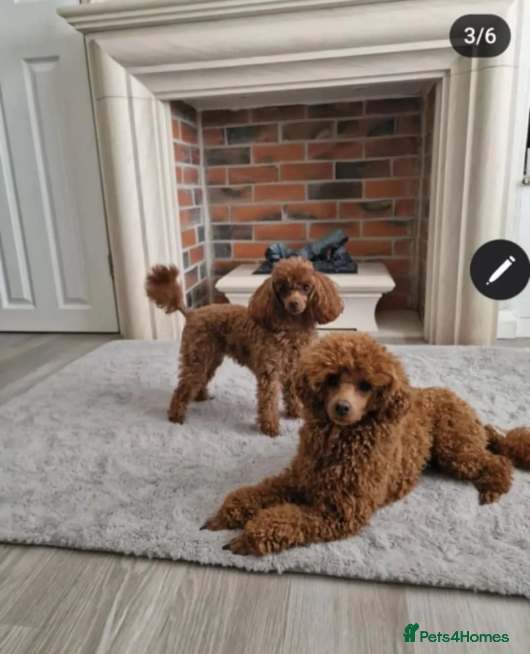 Toy Poodle dogs for stud: RUSSIAN RED TOY POODLE FOR STUD in Morpeth - Advert 4