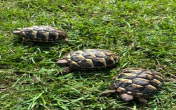 Hermann Tortoise reptiles for sale: Hermann Tortoise Hatchlings  - Image 4