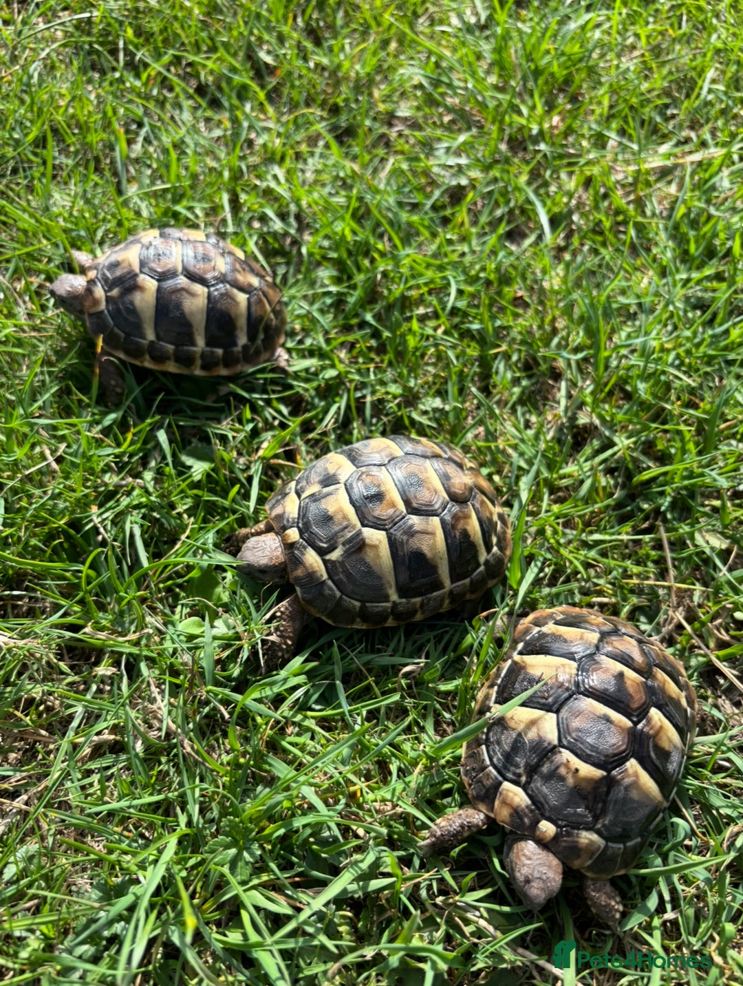 Hermann Tortoise reptiles for sale: Hermann Tortoise Hatchlings  - Image 4