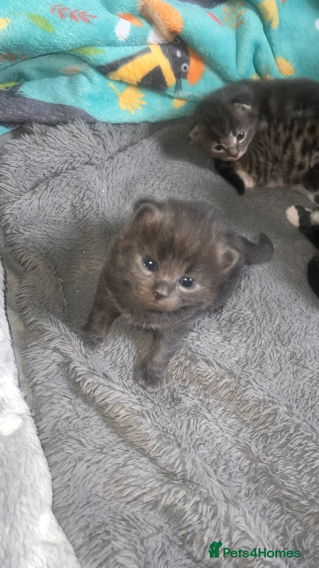 Mixed Breed cats for sale: 4 ragdoll/russian blue mixed kittens  in Warrington - Advert 16