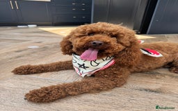 Cavapoo dogs for sale: Hana is 1 in London - Image 7