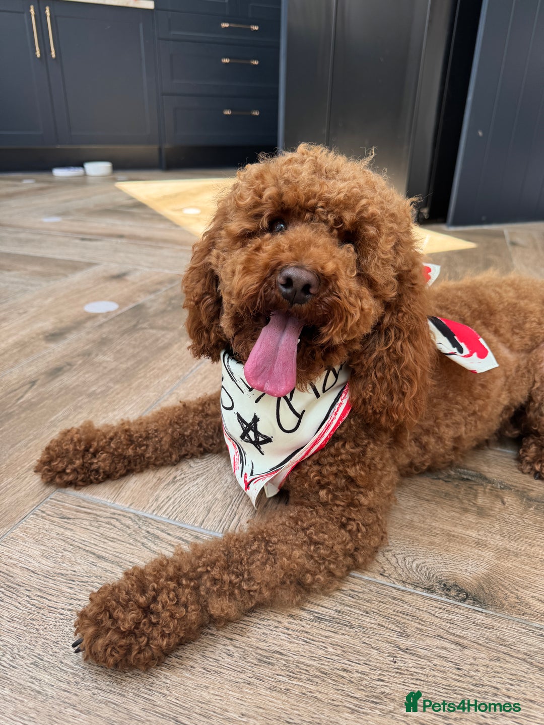 Cavapoo dogs for sale: Hana is 1 in London - Image 7