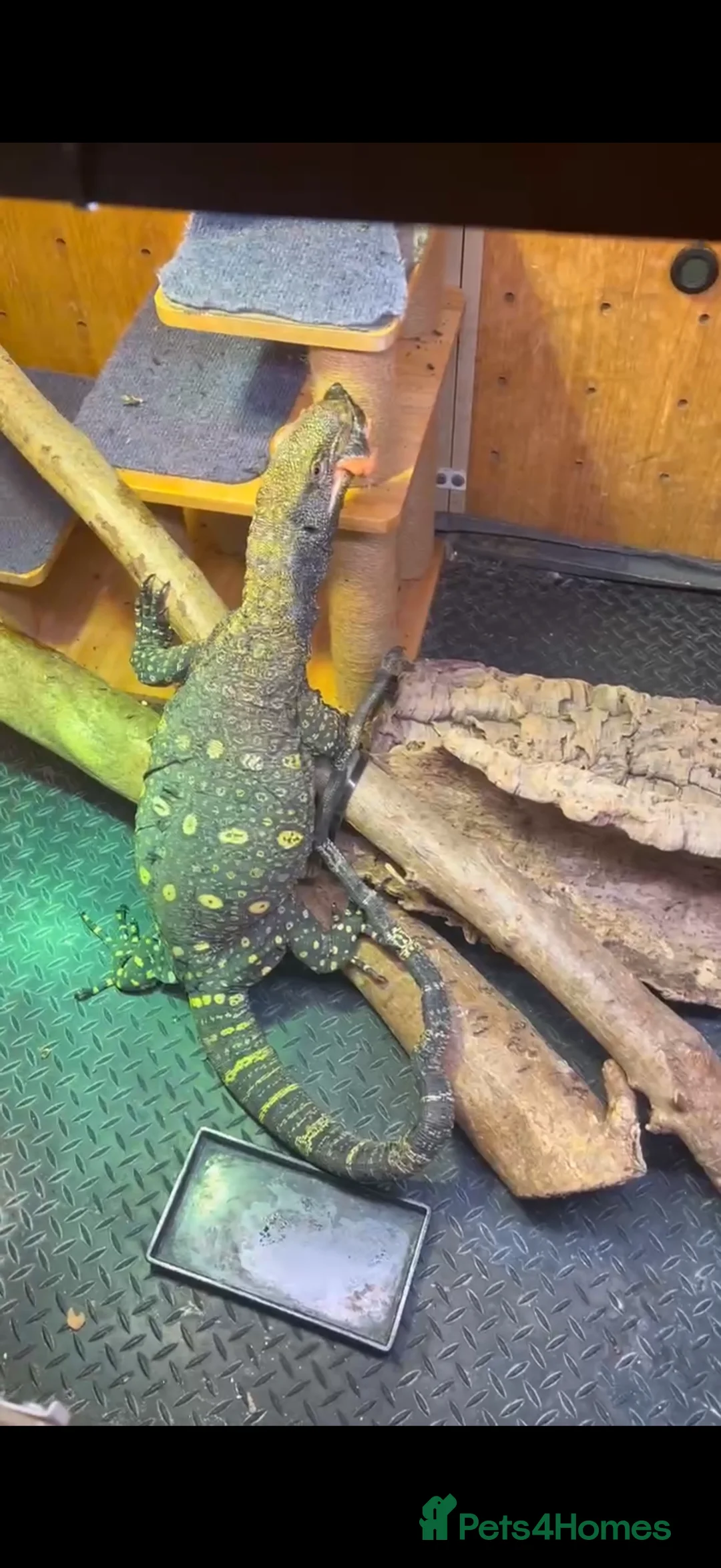 Monitor reptiles for sale: crocodile monitor for sale serious buyer only - Advert 3