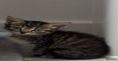 Mixed Breed cats - Advert 5
