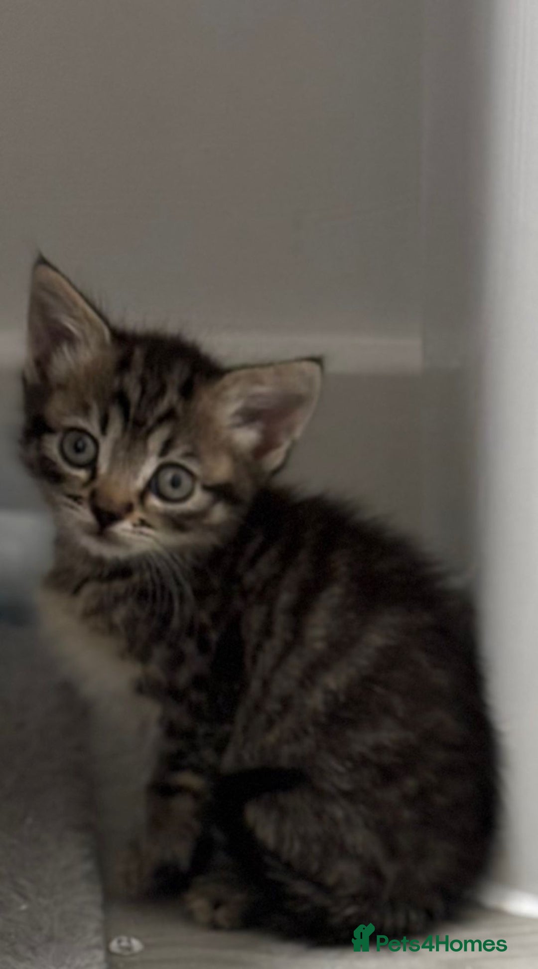 Mixed Breed cats for sale: 4 kittens looking for their forever homes  - Image 2