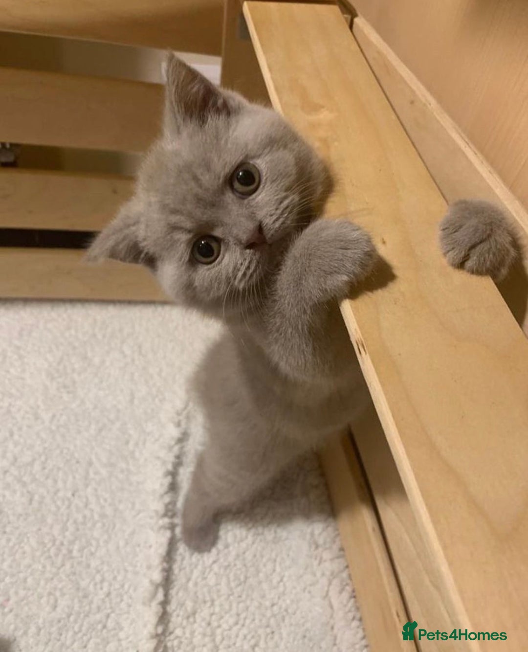 British Shorthair cats for stud: Lilac British Shorthair Stud service only in Huddersfield - Image 16