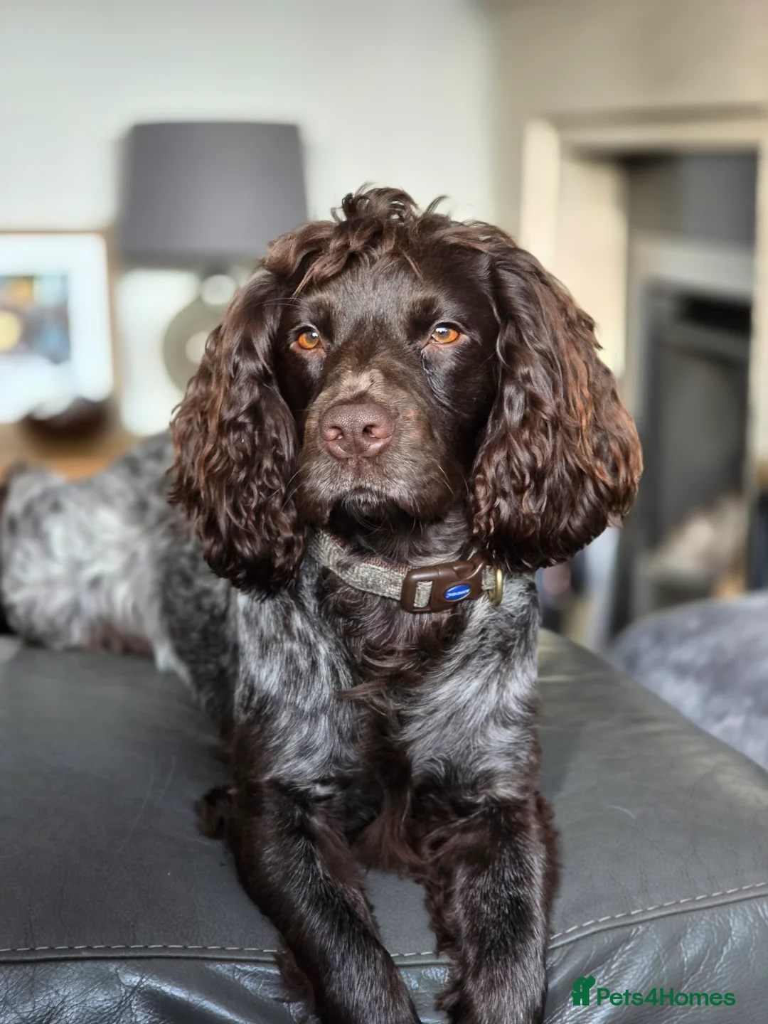 Cocker Spaniel dogs for stud: Prov' Health Tested KC Working Cocker Spaniel Stud - Advert 1