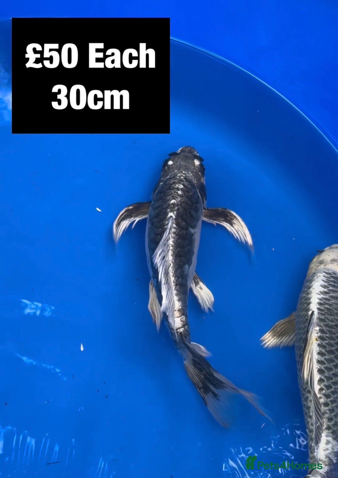 Koi Carp fish Selection of Butterfly Koi from £50 - Advert 12