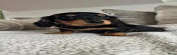 Miniature Dachshund dogs for sale: BEAUTIFUL PRA CLEAR & KC REG MINI DACHSHUNDS - Advert 5