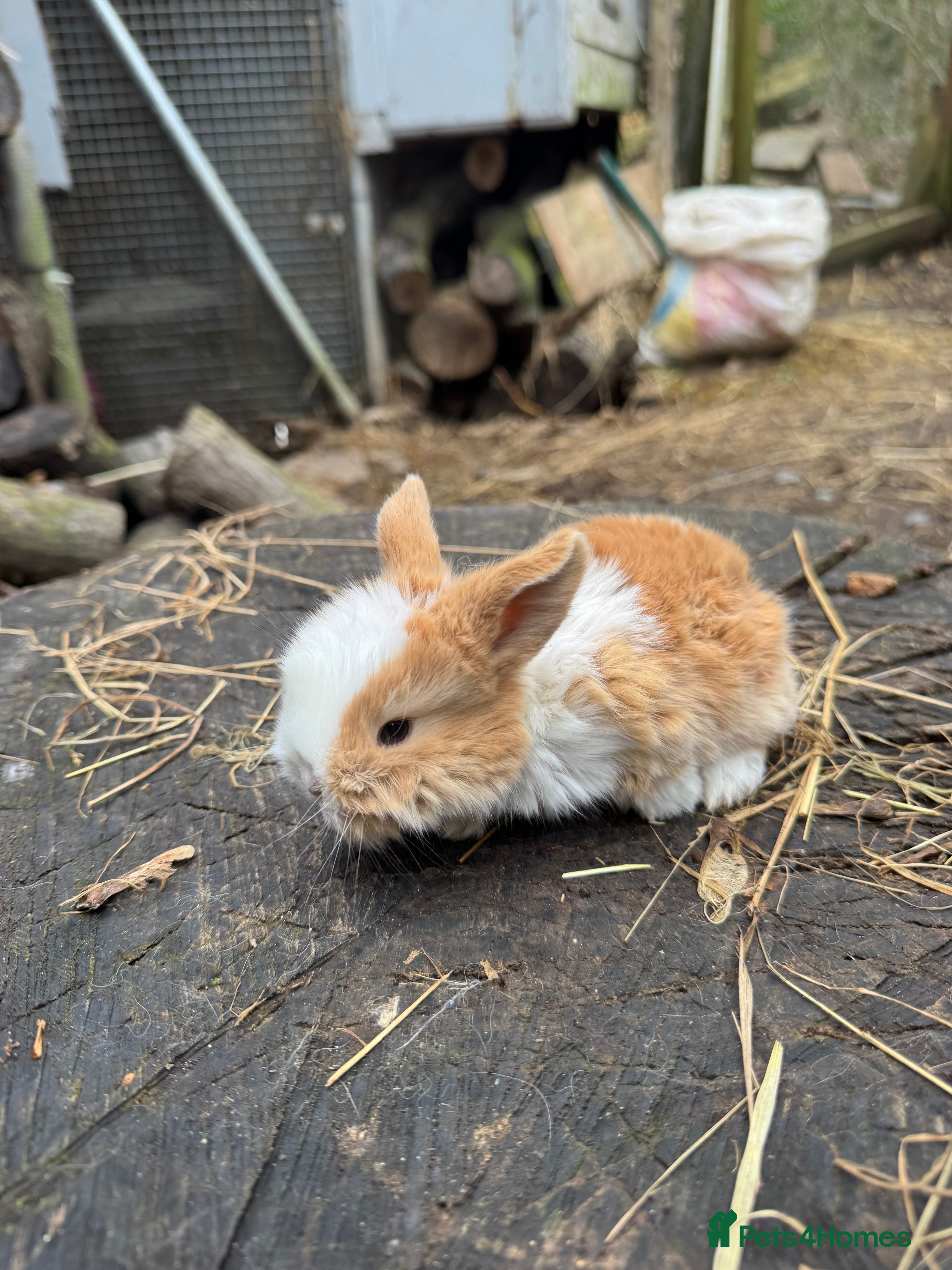 Mini Lop rabbits Beautiful 100% Pure Family Bred Mini Lop Bunnies - Advert 6