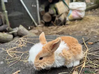Mini Lop rabbits Beautiful 100% Pure Family Bred Mini Lop Bunnies - Advert 6