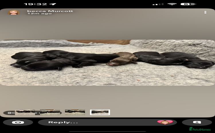 Sprocker dogs - Advert 1