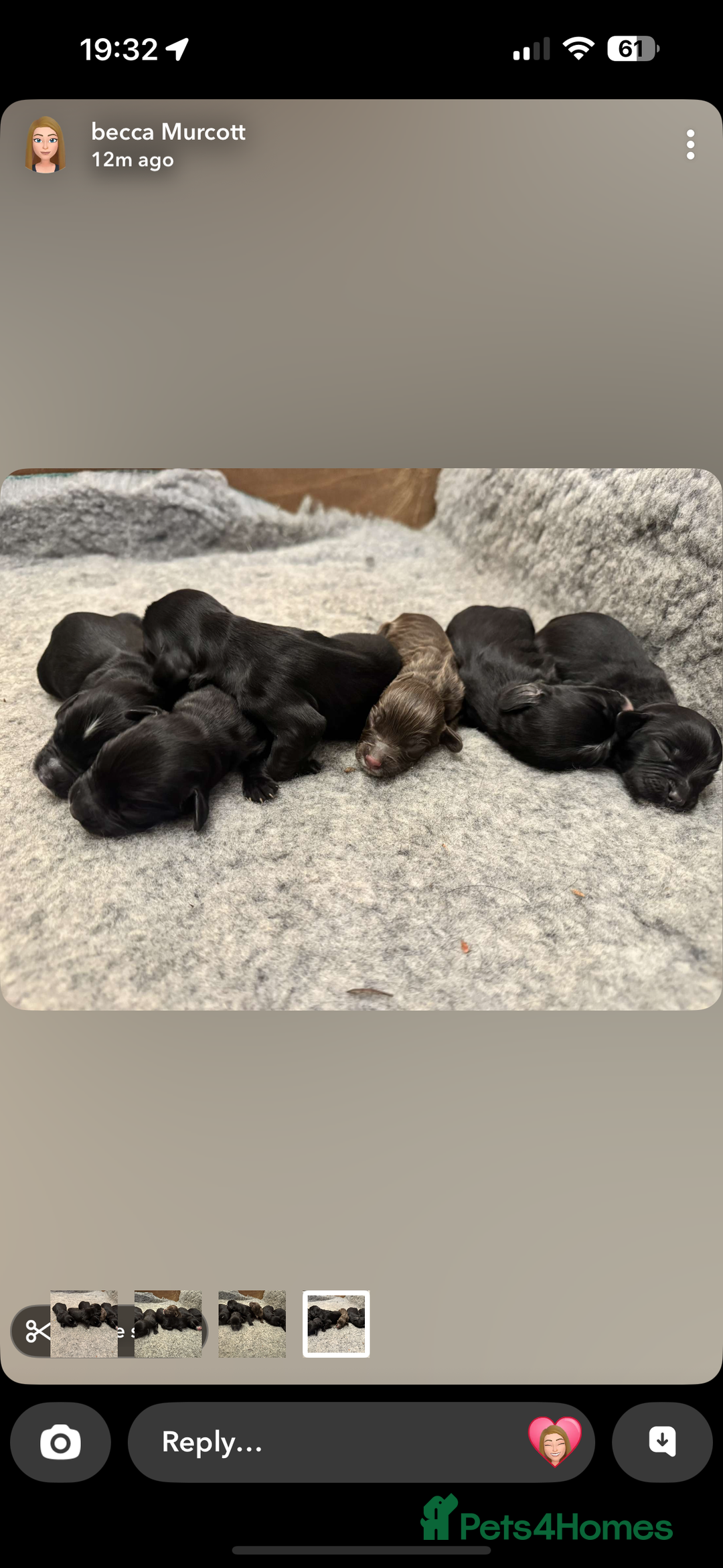 Sprocker dogs for sale: Sprocker puppies  - Image 1