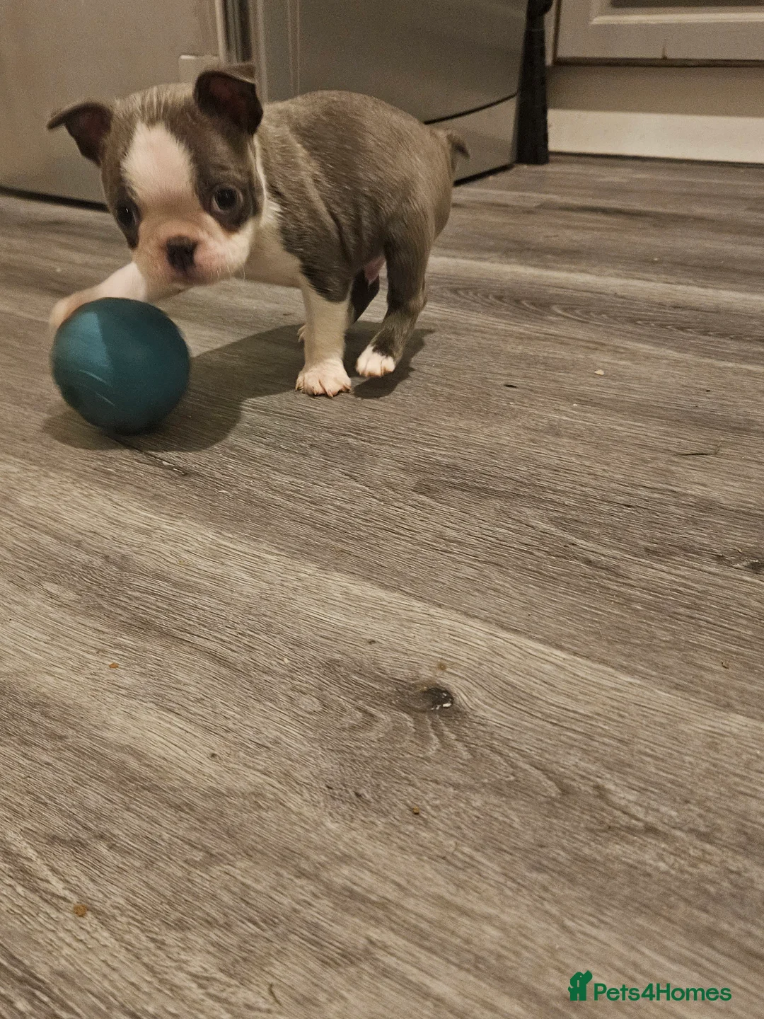 Boston Terrier dogs for sale: Stunning boston terrier puppies  - Advert 5