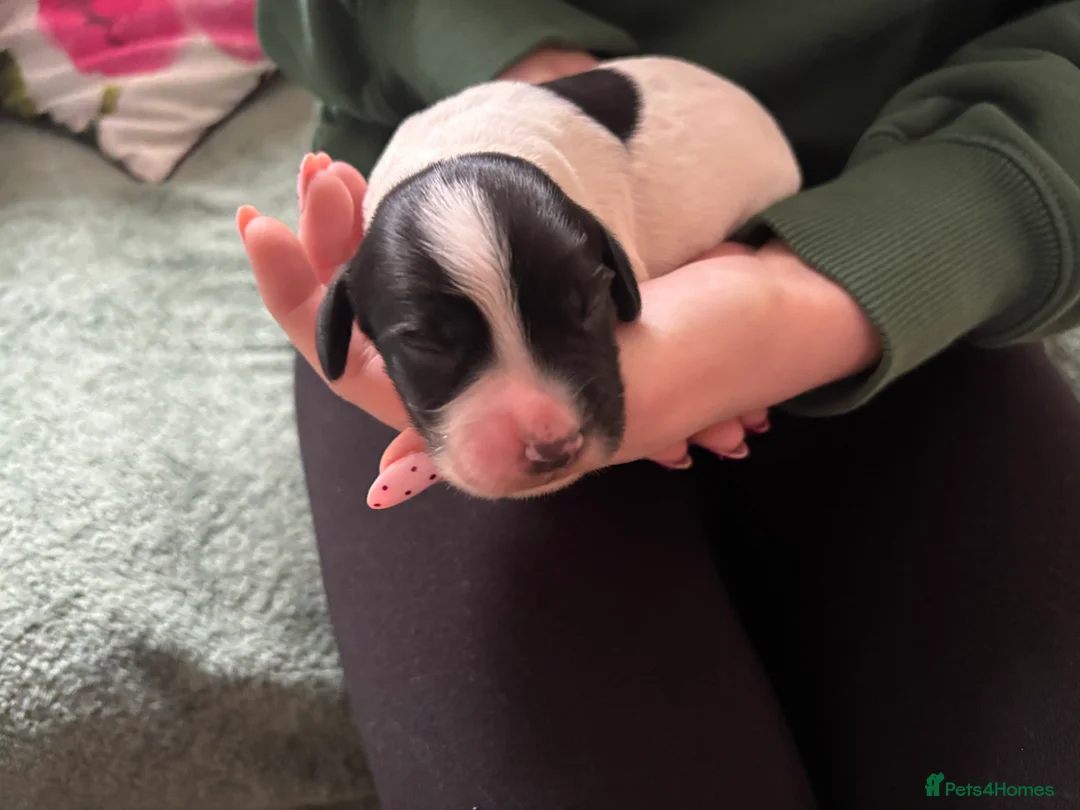 Cocker Spaniel dogs for sale: Working cocker spaniel puppies (White & Black) in Cardiff - Advert 13