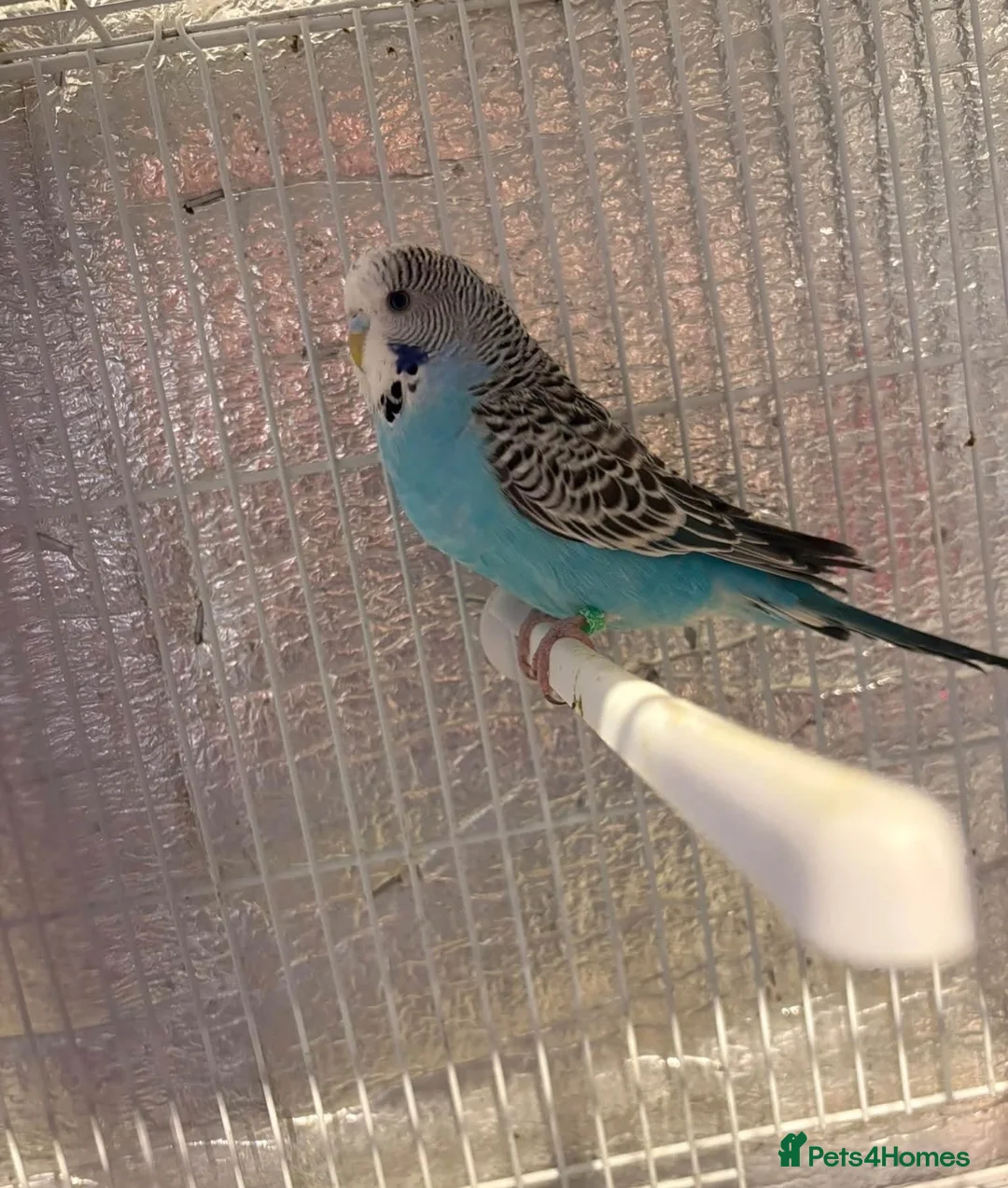 Budgerigars birds for sale: Baby budgies  - Advert 6