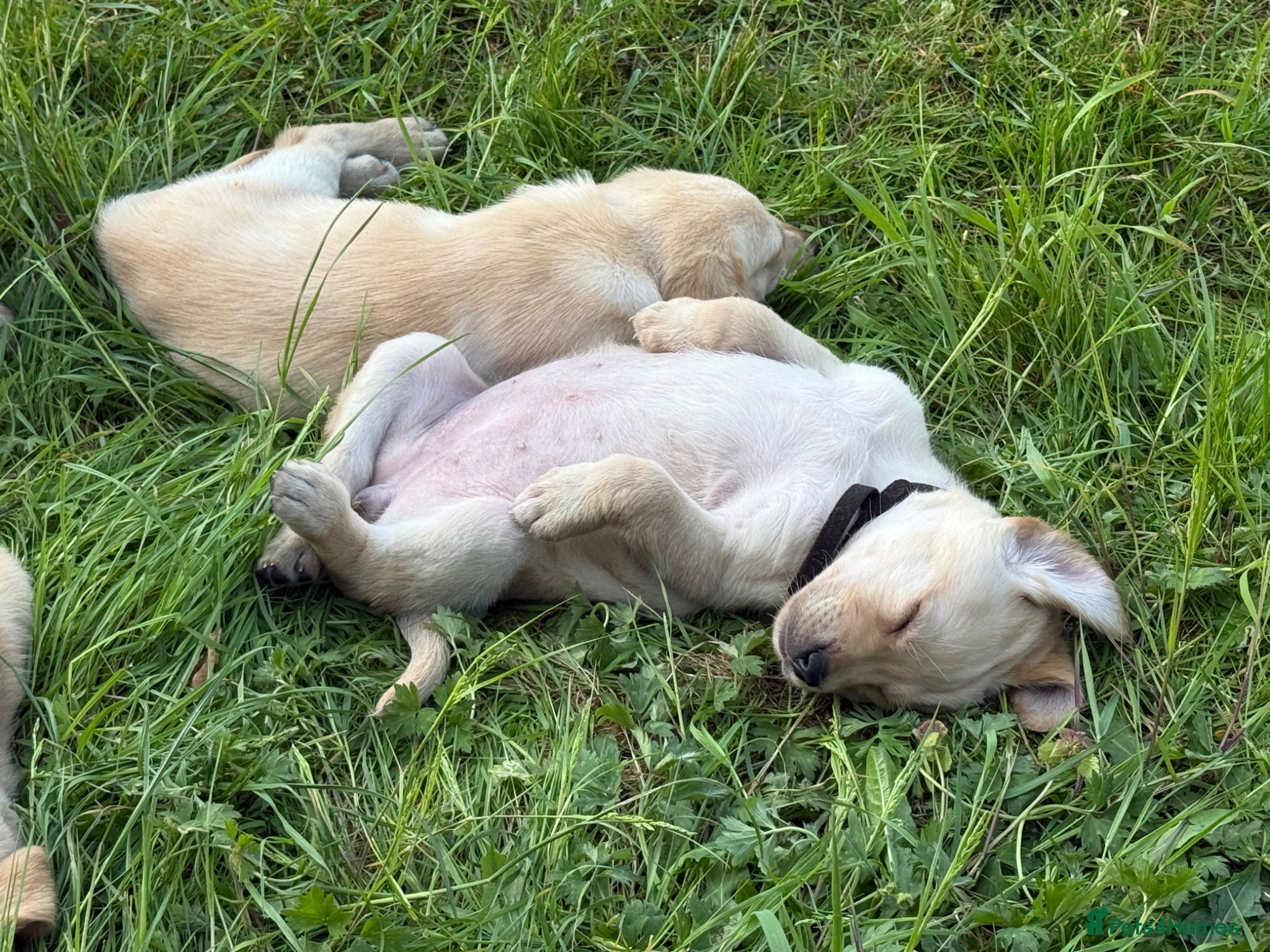 Goldador dogs 🐾 Last boys GOLDADOR - biddable working lineage  - Advert 2