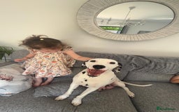 Dalmatian dogs for sale: Dalmatian bitch  - Image 3