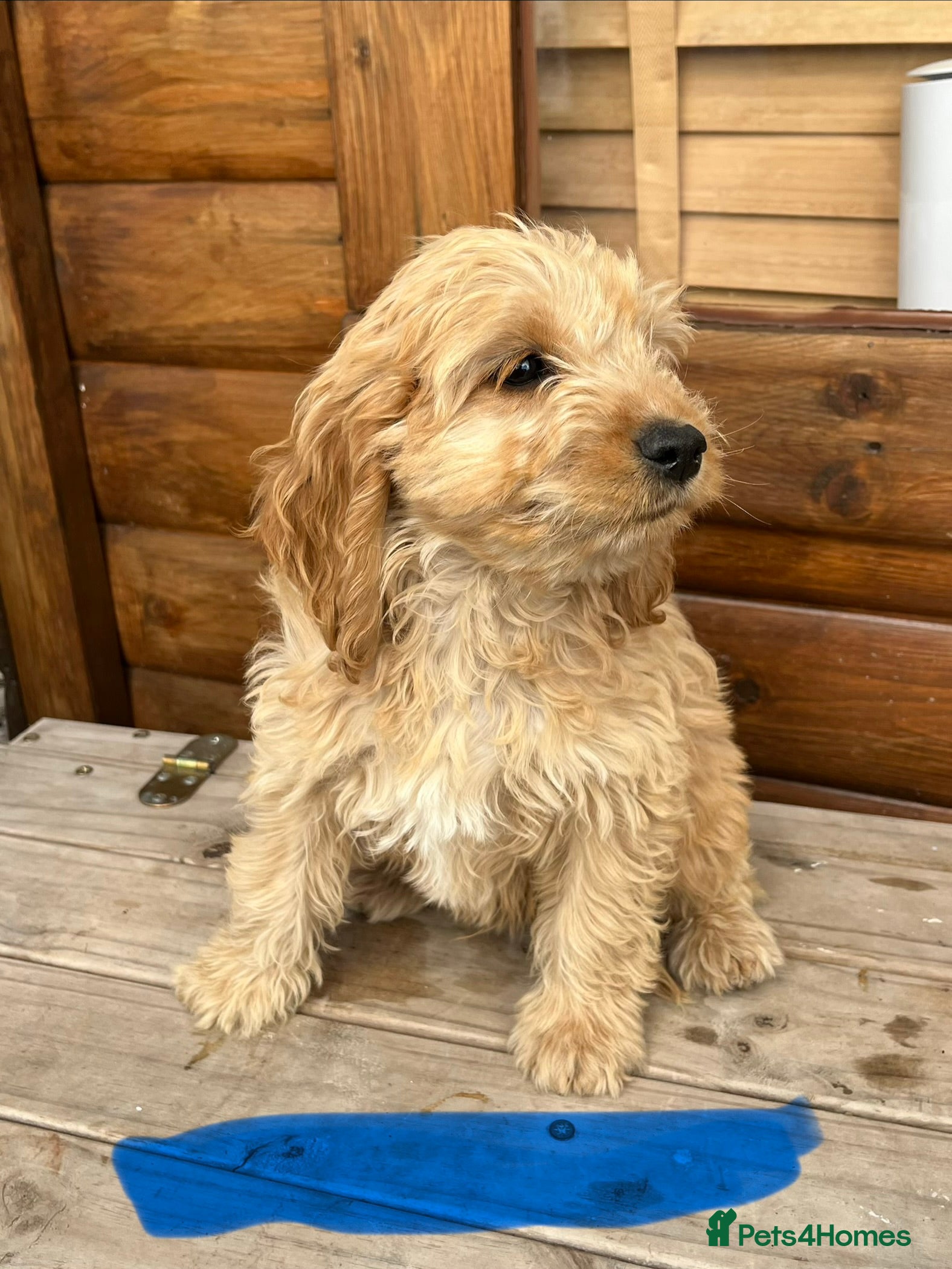 Cockapoo dogs Cockerpoo - Advert 2