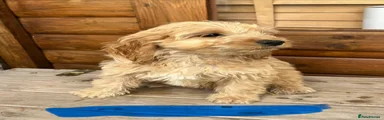 Cockapoo 7