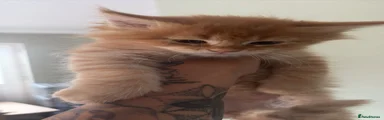 Maine Coon 5