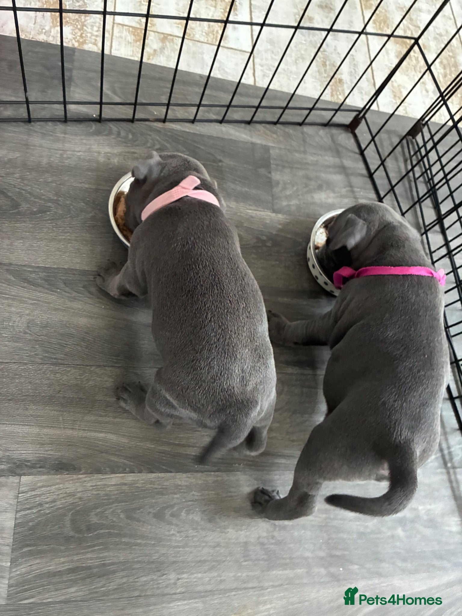 Staffordshire Bull Terrier dogs 💙KC Registered Blue Staffie Puppies💙 - Advert 2