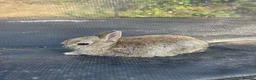 Netherland Dwarf rabbits for sale: Netherland Dwarf Agouti - Advert 7