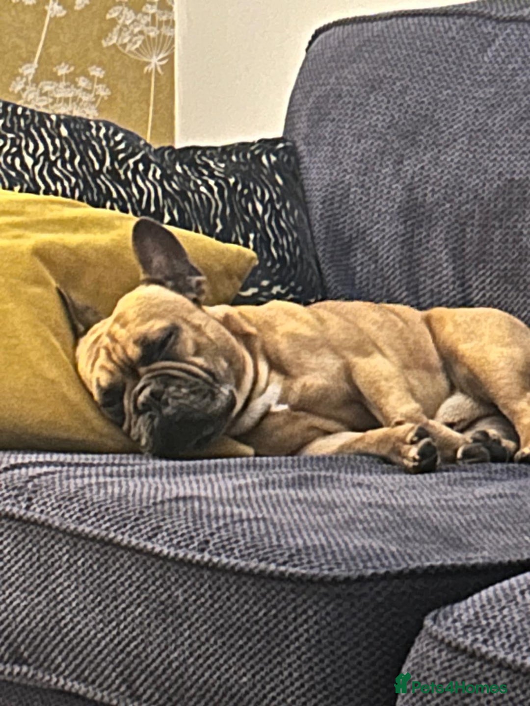 French Bulldog dogs for sale: 3 year old French Bulldog  - Image 2