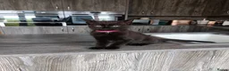 Maine Coon cats for sale: Maincoon X twin girls  - Advert 9
