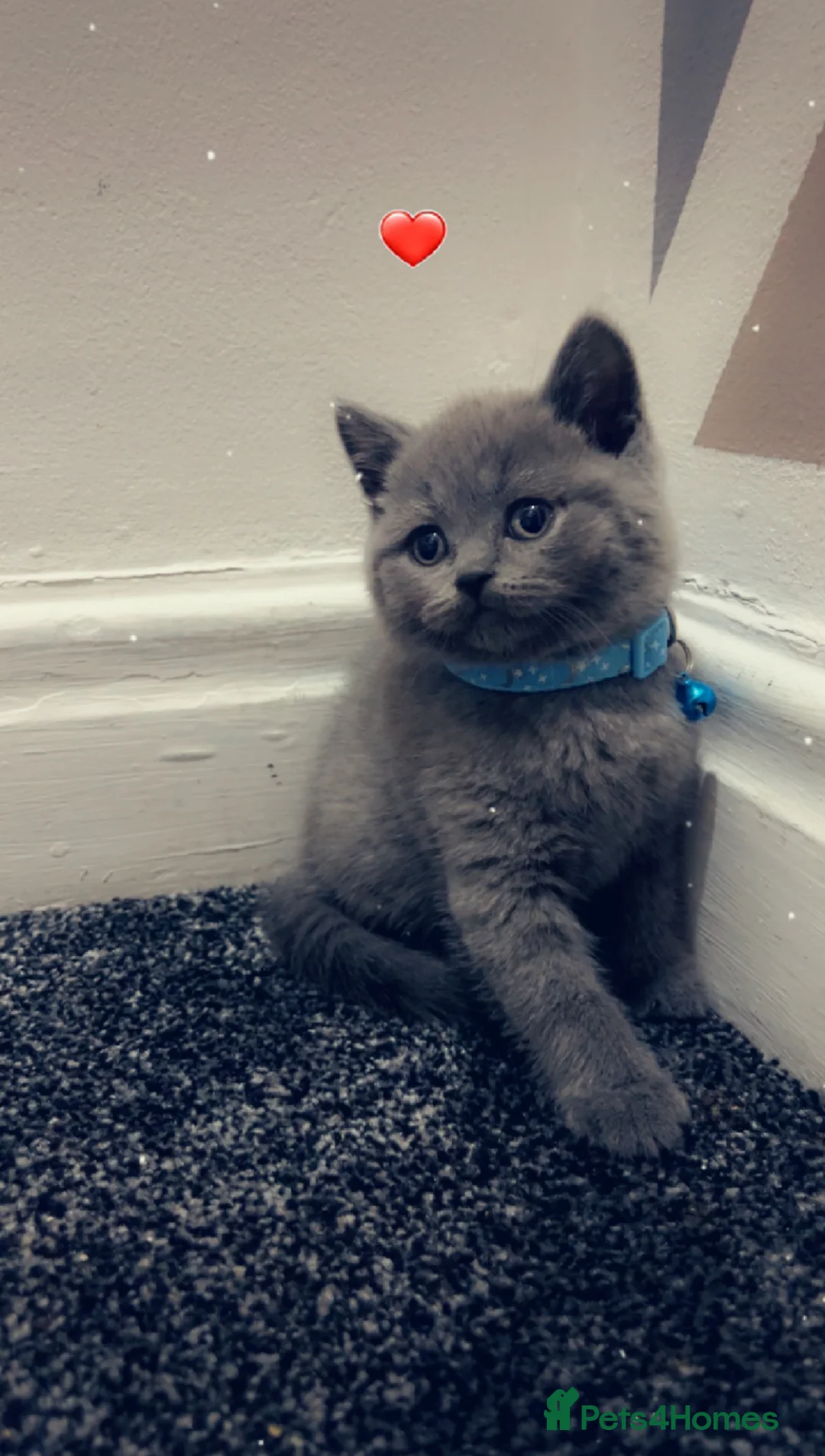 British Shorthair cats for sale: Beautiful BSH Kittens / GCCF registered  - Advert 2
