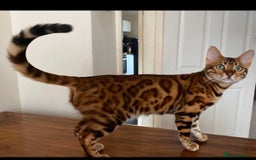 Bengal cats for sale: TICA Bengal kittens for sale . 🐱 - Image 22