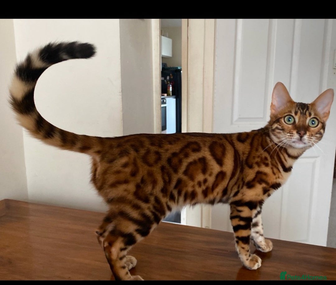 Bengal cats for sale: TICA Bengal kittens for sale . 🐱 - Image 22