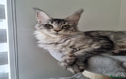 Maine Coon cats for sale: Purebred King Size Maine Coon kittens  - Image 27