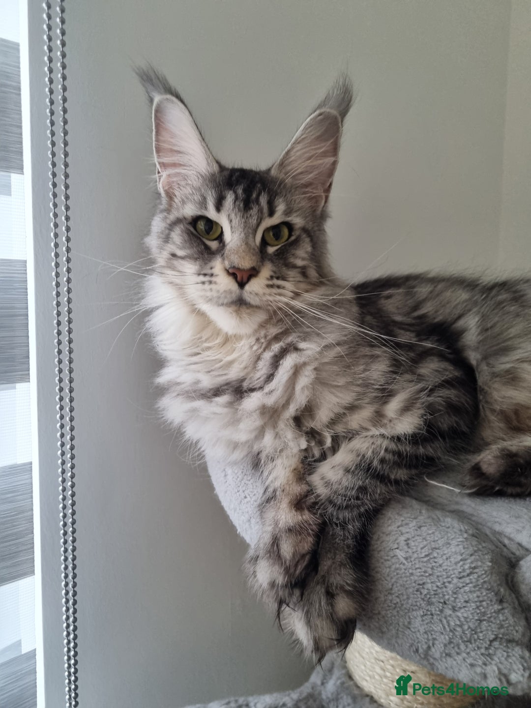 Maine Coon cats for sale: Purebred King Size Maine Coon kittens  - Image 27