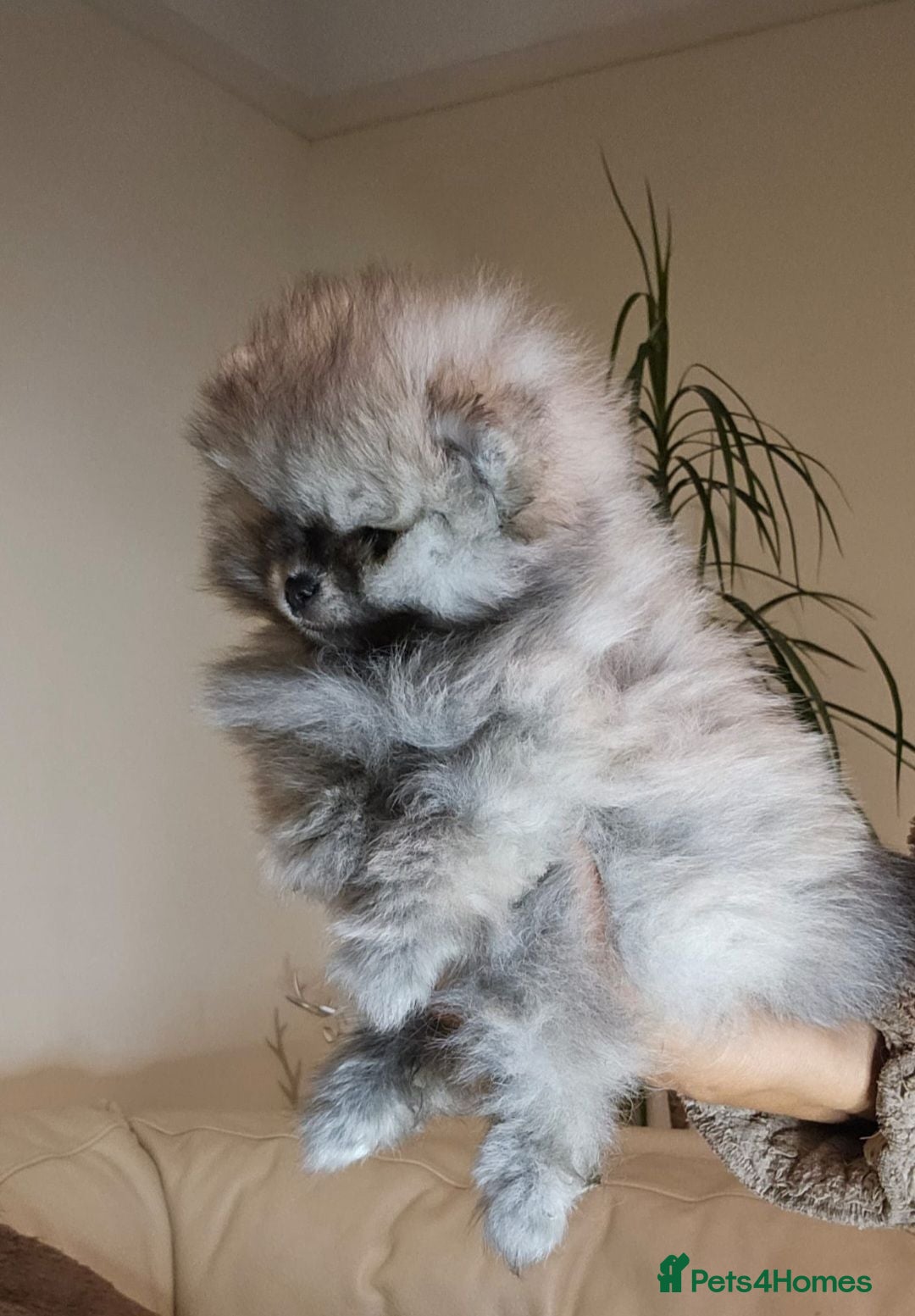 Pomeranian dogs Amazing toys pomeranian puppies  - Advert 16