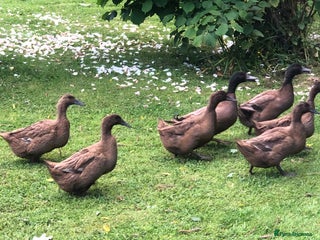 Ducks poultry - Advert 16