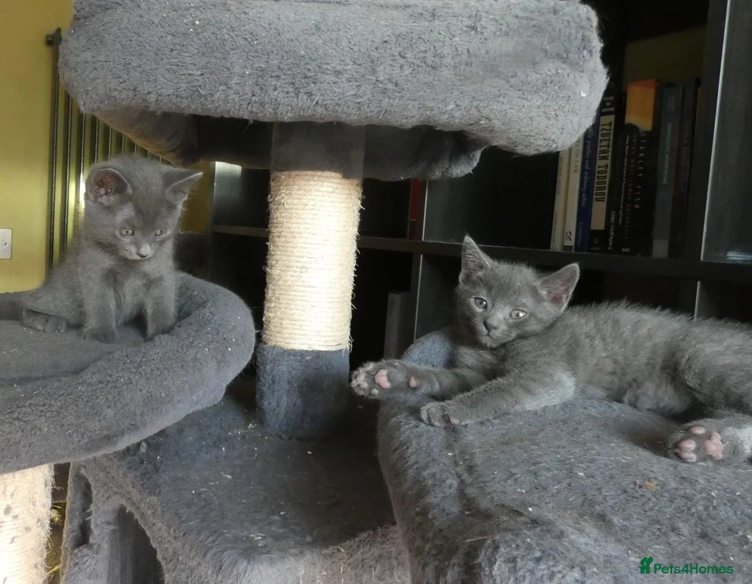 Russian Blue cats for sale: Pure Russian Blue kittens *1 boy, 1 girl left* - Advert 2