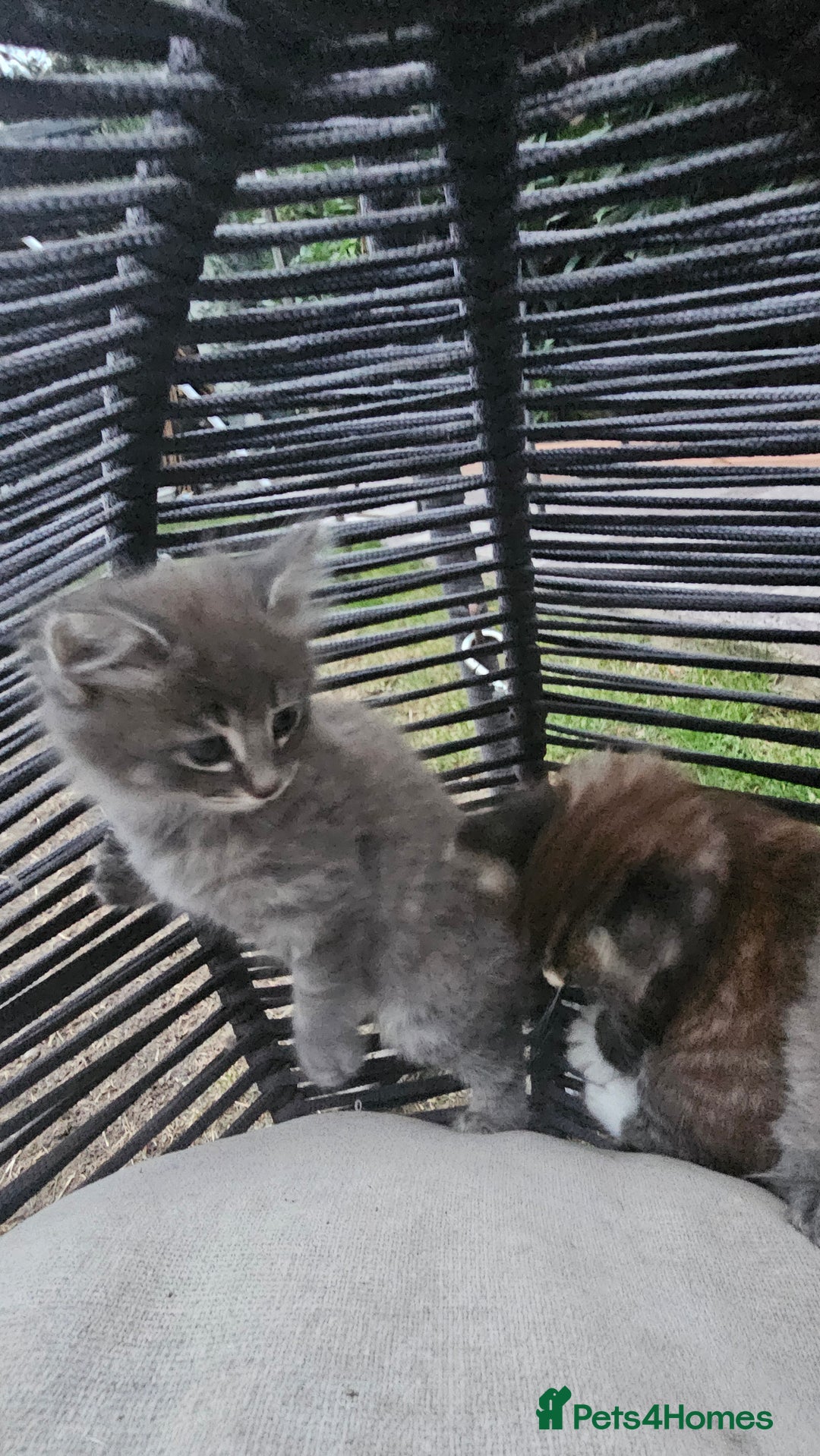 Persian cats for sale: Very beatifull perian kittens - Image 4