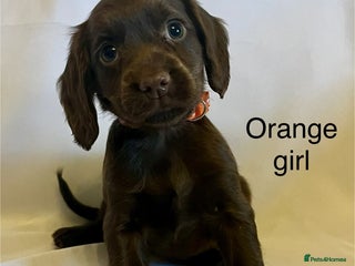 Cocker Spaniel dogs - Advert 25