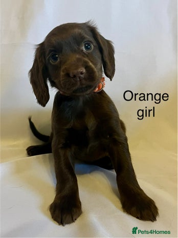 Cocker Spaniel dogs - Advert 3
