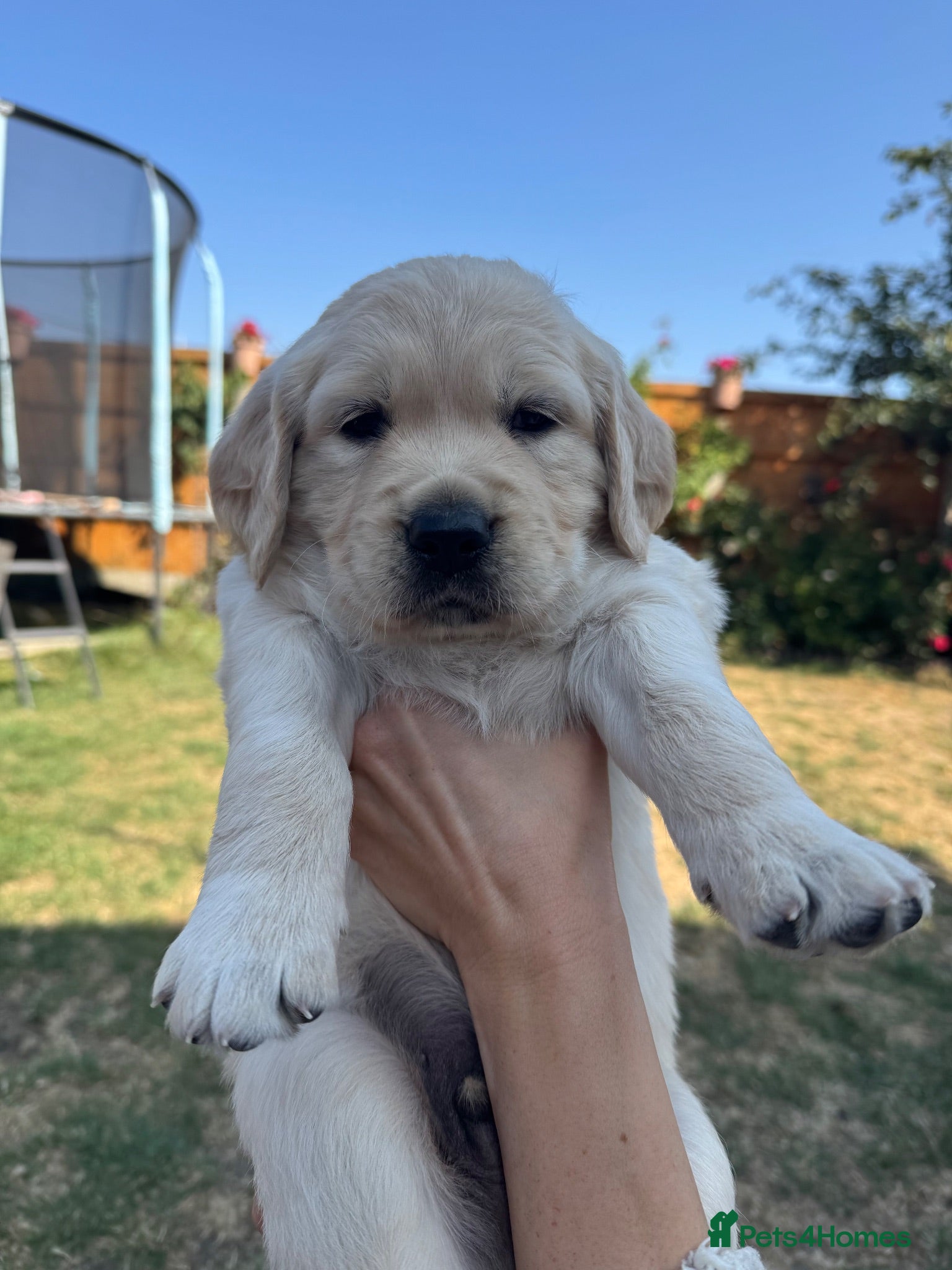 Golden Retriever dogs LARGE SIZE PURE GOLDEN RETRIEVER PUPPIES!!! - Advert 1