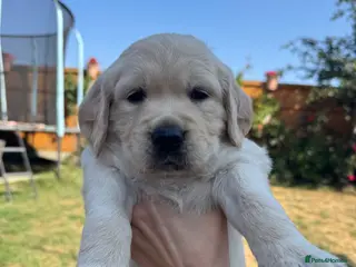 Golden Retriever dogs LARGE SIZE PURE GOLDEN RETRIEVER PUPPIES!!! - Advert 5