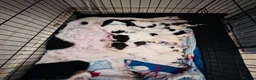 English Springer Spaniel dogs for sale: English springer spaniel puppies - Advert 16