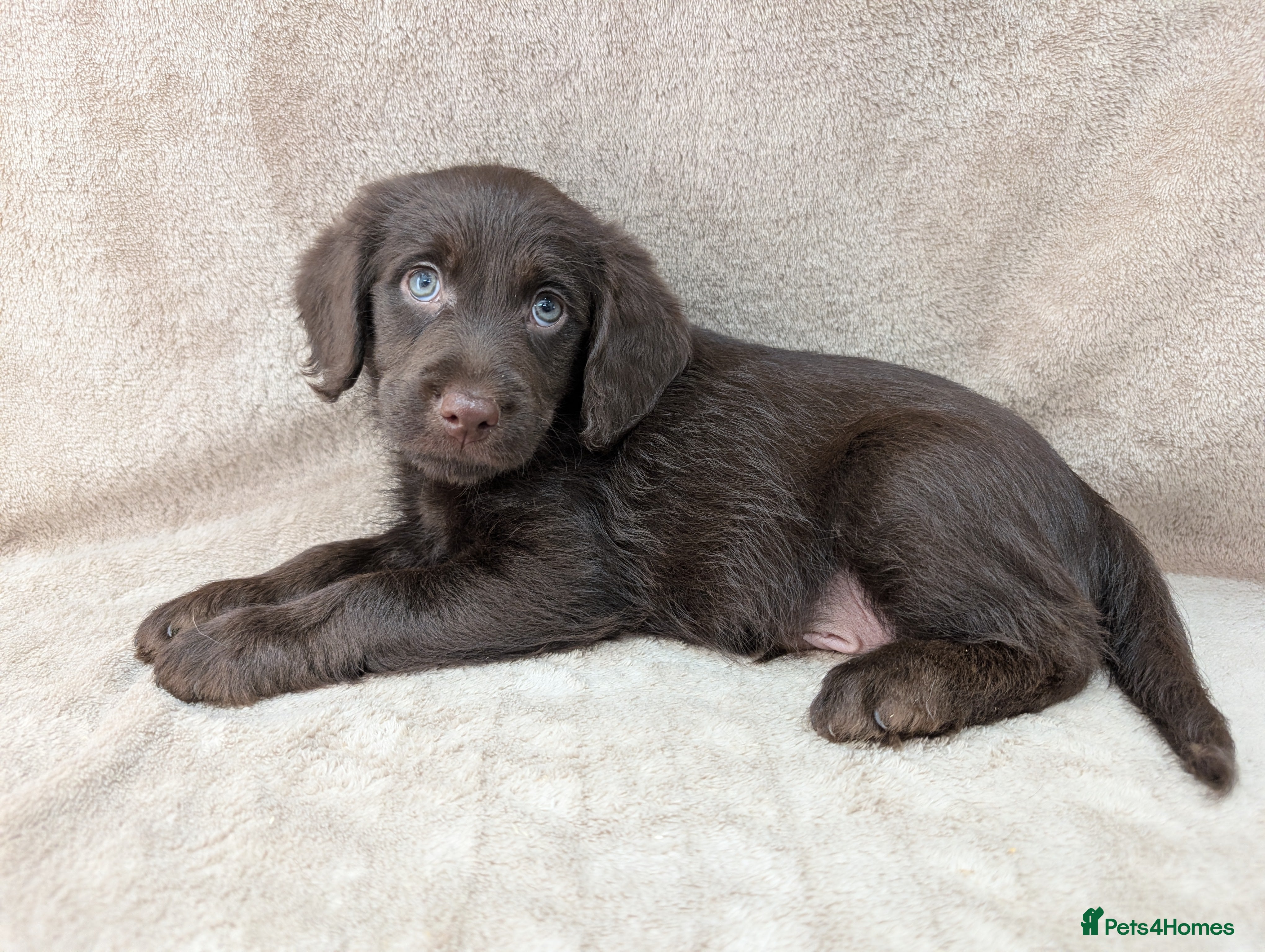 Labradoodle dogs Miniature Labradoodle Puppies  - Advert 2