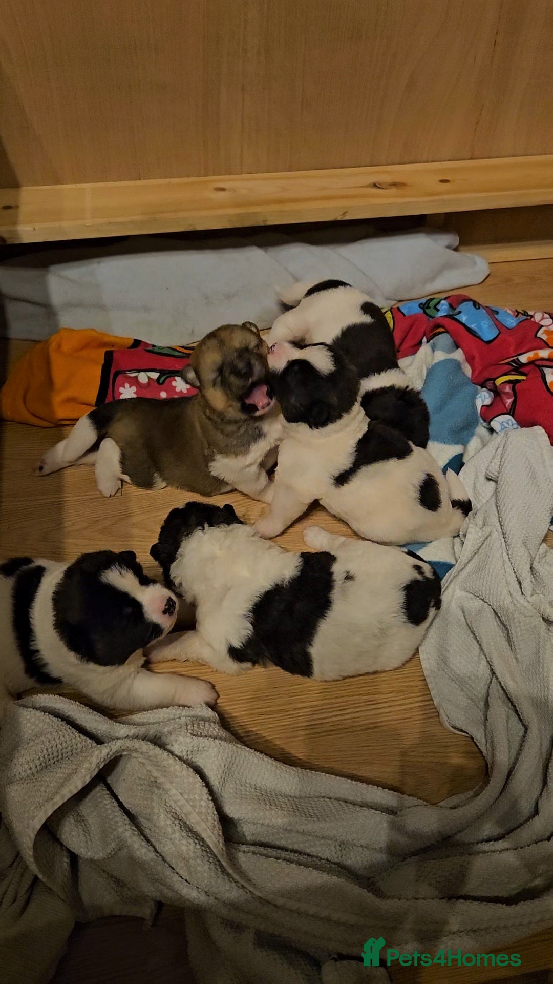 Akita dogs for sale: Beautiful Akita puppies - Image 5