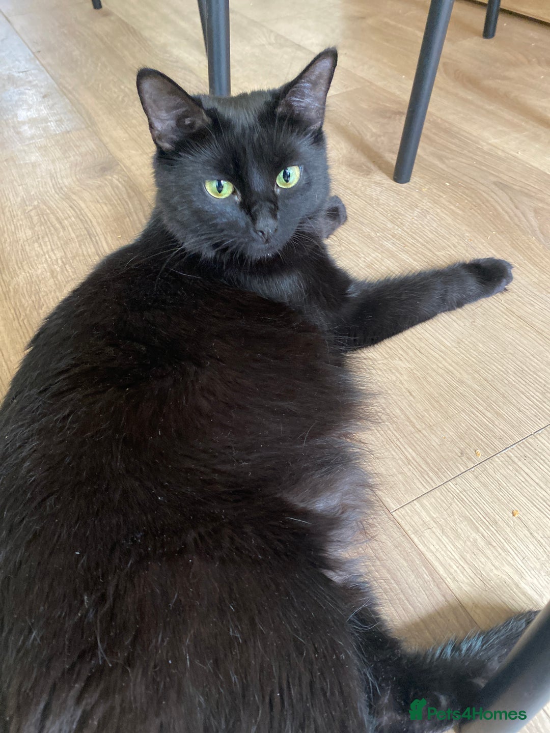 Mixed Breed cats for sale: Adorable,  fluffy black kittens - Image 10